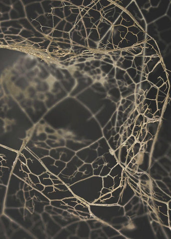 Leaf Skeleton Dark Black Ornate Wood Framed Art Print with Double Matting by Design Fabrikken