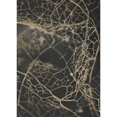 Leaf Skeleton Dark Black Modern Wood Framed Art Print with Double Matting by Design Fabrikken