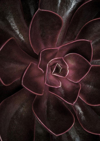 Secret 16 Black Ornate Wood Framed Art Print with Double Matting by Design Fabrikken