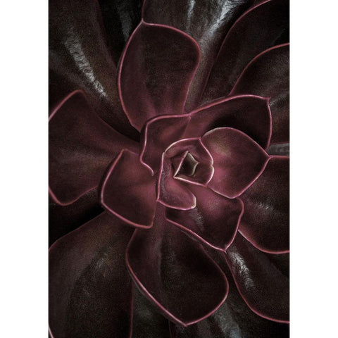 Secret 16 Black Modern Wood Framed Art Print by Design Fabrikken