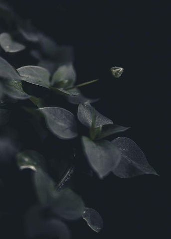 Secret 9 Black Ornate Wood Framed Art Print with Double Matting by Design Fabrikken