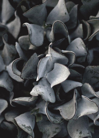 Secret 10 Black Ornate Wood Framed Art Print with Double Matting by Design Fabrikken