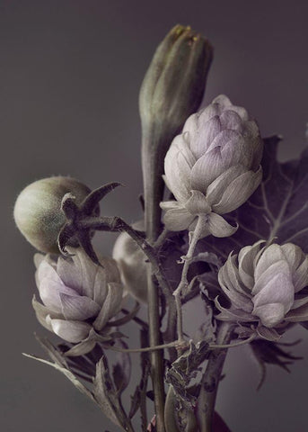 Secret 13 Black Ornate Wood Framed Art Print with Double Matting by Design Fabrikken