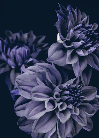 Secret 15 Black Ornate Wood Framed Art Print with Double Matting by Design Fabrikken