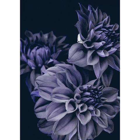 Secret 15 White Modern Wood Framed Art Print by Design Fabrikken