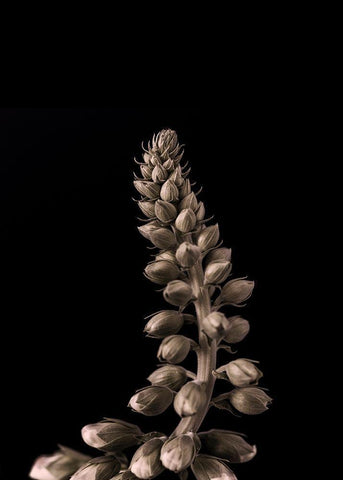 Upwards 2 Black Ornate Wood Framed Art Print with Double Matting by Design Fabrikken