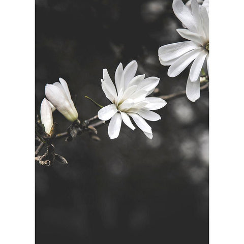 White Flowers Gold Ornate Wood Framed Art Print with Double Matting by Design Fabrikken