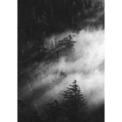 Misty Pine Woods Gold Ornate Wood Framed Art Print with Double Matting by Design Fabrikken