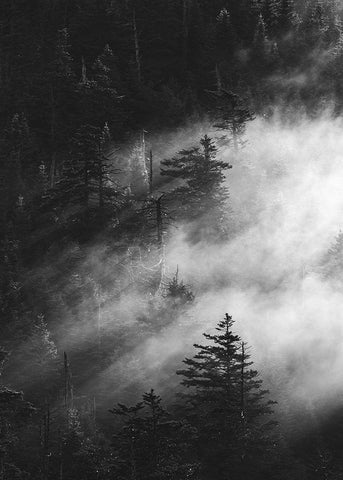 Misty Pine Woods Black Ornate Wood Framed Art Print with Double Matting by Design Fabrikken