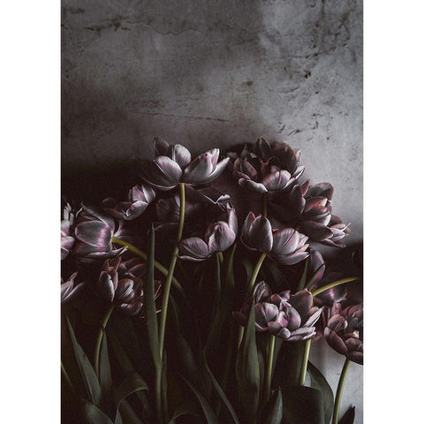 Dark Tulips Black Modern Wood Framed Art Print by Design Fabrikken