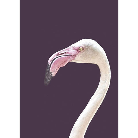 The Flamingo White Modern Wood Framed Art Print by Design Fabrikken