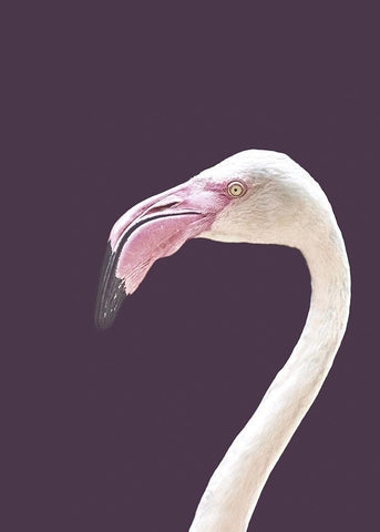 The Flamingo White Modern Wood Framed Art Print with Double Matting by Design Fabrikken