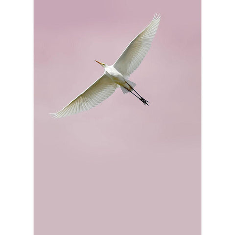 In the Sky 2 Black Modern Wood Framed Art Print with Double Matting by Design Fabrikken