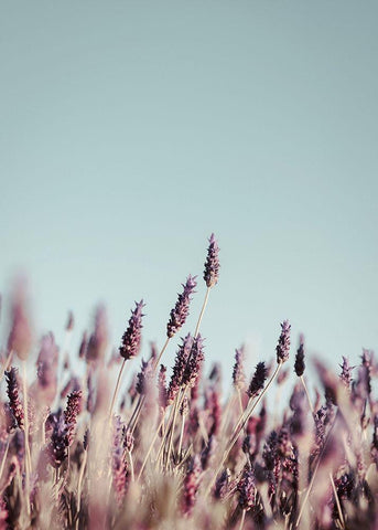Field Haze White Modern Wood Framed Art Print with Double Matting by Design Fabrikken