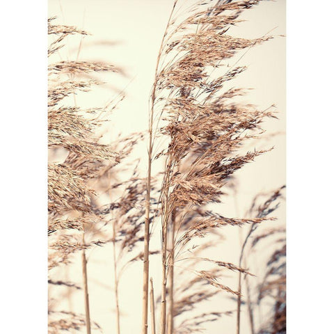Reed 1 Gold Ornate Wood Framed Art Print with Double Matting by Design Fabrikken