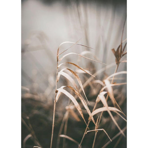 Reed 2 Black Modern Wood Framed Art Print by Design Fabrikken