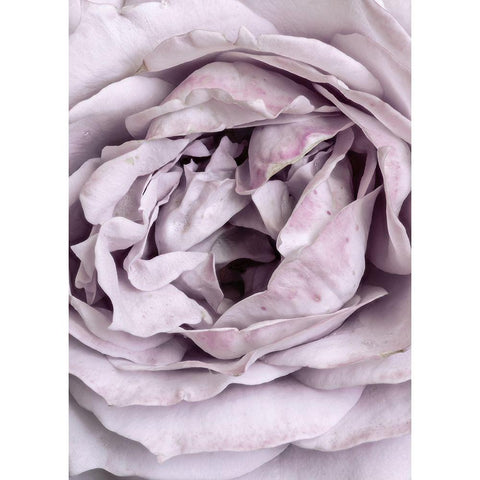 Rose Heart Black Modern Wood Framed Art Print by Design Fabrikken