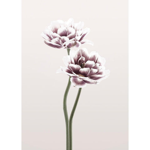 Cosmos 1 White Modern Wood Framed Art Print by Design Fabrikken