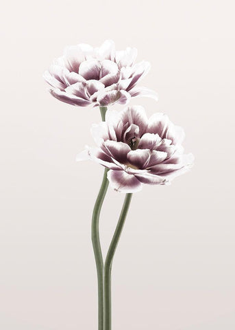 Cosmos 1 White Modern Wood Framed Art Print with Double Matting by Design Fabrikken