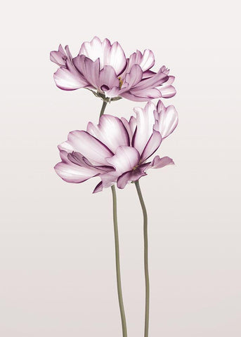 Cosmos 2 White Modern Wood Framed Art Print with Double Matting by Design Fabrikken