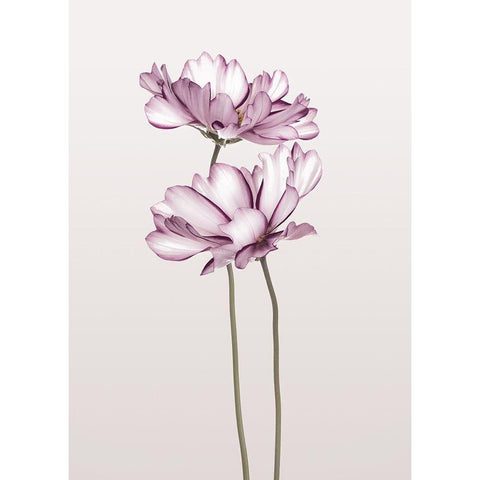 Cosmos 2 Black Modern Wood Framed Art Print by Design Fabrikken