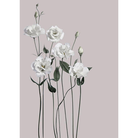 Flower 1 Black Modern Wood Framed Art Print with Double Matting by Design Fabrikken