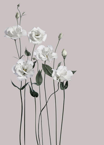 Flower 1 White Modern Wood Framed Art Print with Double Matting by Design Fabrikken