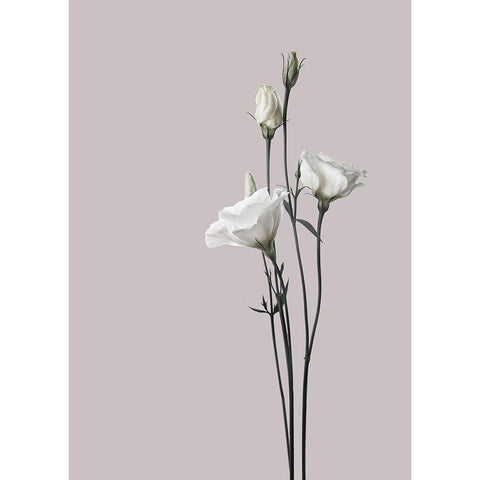 Flower 2 Black Modern Wood Framed Art Print with Double Matting by Design Fabrikken