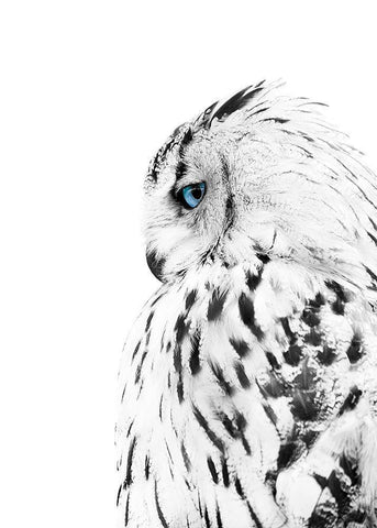 White Owl Black Ornate Wood Framed Art Print with Double Matting by Design Fabrikken