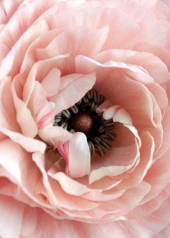 Flower Black Ornate Wood Framed Art Print with Double Matting by Design Fabrikken