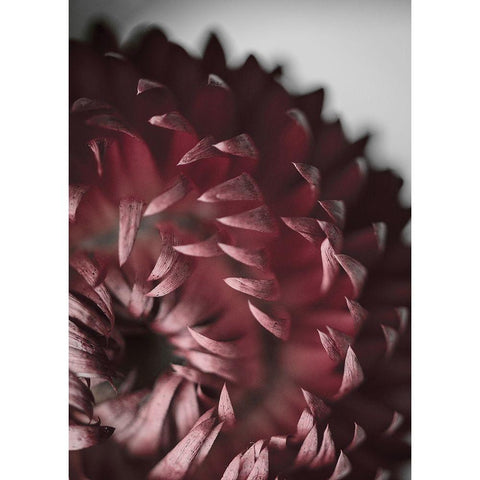 Dahlia Black Modern Wood Framed Art Print by Design Fabrikken