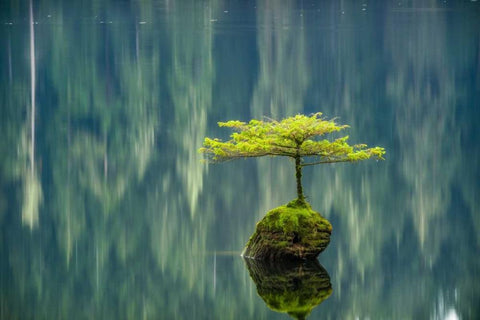 Fairy Lake Bonsai White Modern Wood Framed Art Print with Double Matting by Oldford, Tim
