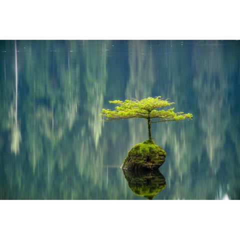Fairy Lake Bonsai Black Modern Wood Framed Art Print by Oldford, Tim