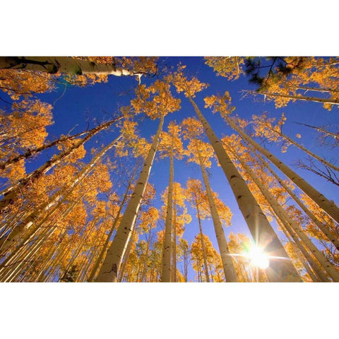 Winter Aspens Black Modern Wood Framed Art Print by ODell, Dale