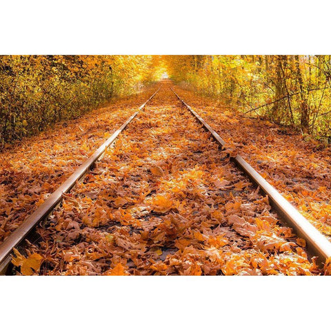 Train Tracks in The Fall White Modern Wood Framed Art Print by Oldford, Tim