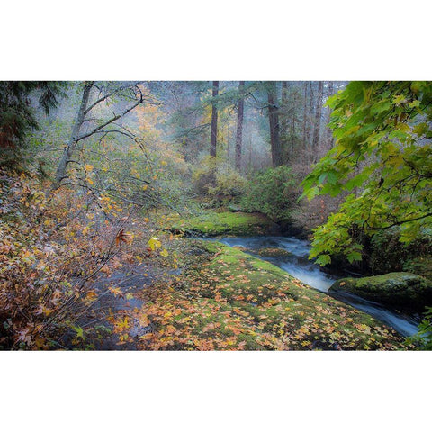 Snow in Fall Black Modern Wood Framed Art Print with Double Matting by Oldford, Tim