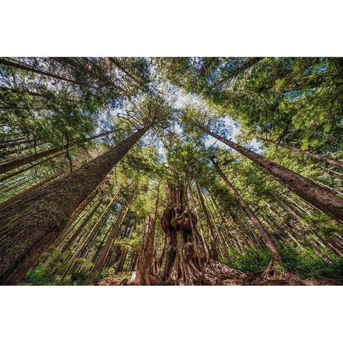 Avatar Grove Canopy White Modern Wood Framed Art Print by Oldford, Tim