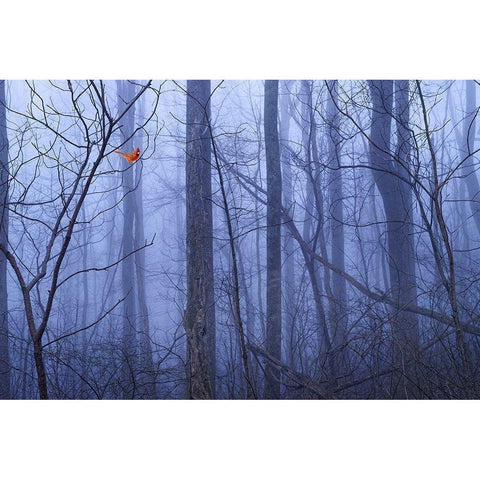 Red Cardinal in a Blue Forest Black Modern Wood Framed Art Print by ODell, Dale