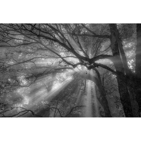 Forest Fog Gold Ornate Wood Framed Art Print with Double Matting by Oldford, Tim