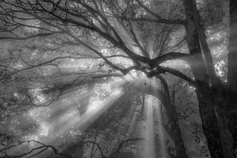 Forest Fog White Modern Wood Framed Art Print with Double Matting by Oldford, Tim