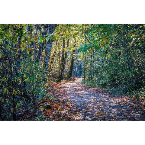 Fall Colours White Modern Wood Framed Art Print by Oldford, Tim