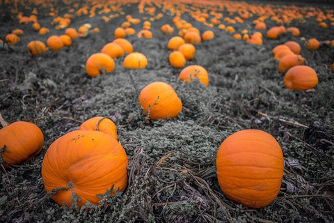 Sea of Pumpkins White Modern Wood Framed Art Print with Double Matting by Oldford, Tim