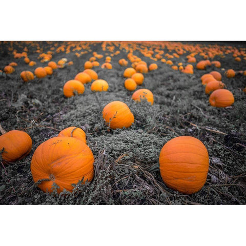 Sea of Pumpkins Black Modern Wood Framed Art Print with Double Matting by Oldford, Tim