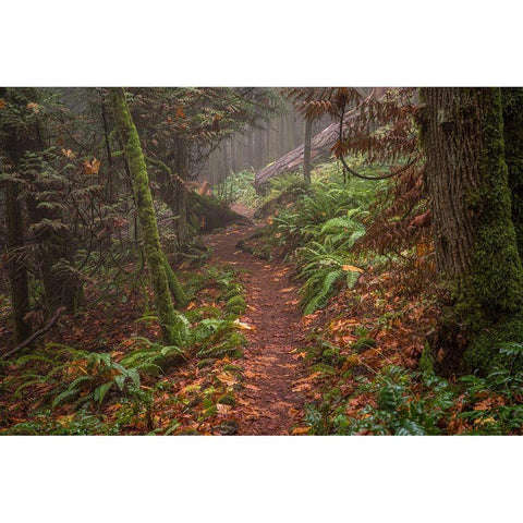 Forest Stroll White Modern Wood Framed Art Print by Oldford, Tim