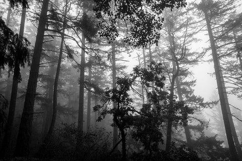 Misty Forest Black Ornate Wood Framed Art Print with Double Matting by Oldford, Tim