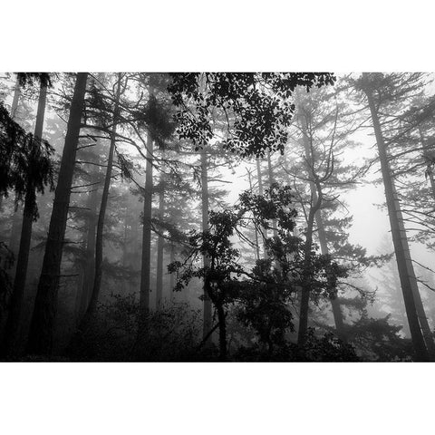 Misty Forest Gold Ornate Wood Framed Art Print with Double Matting by Oldford, Tim