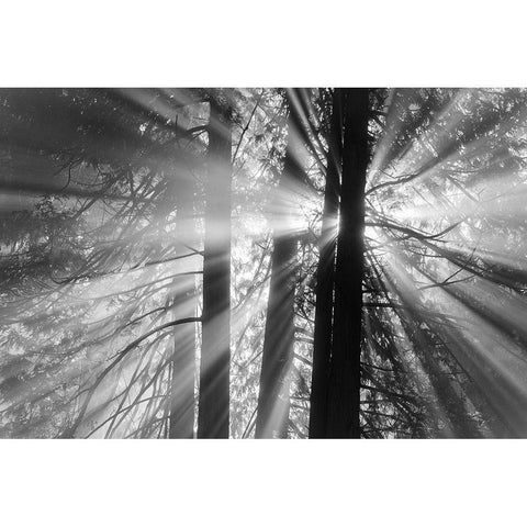 Rays Black Modern Wood Framed Art Print with Double Matting by Oldford, Tim