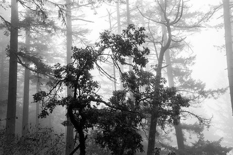 Foggy Trees White Modern Wood Framed Art Print with Double Matting by Oldford, Tim