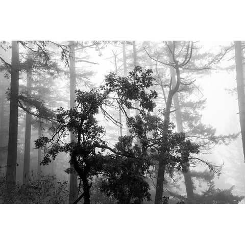 Foggy Trees Black Modern Wood Framed Art Print by Oldford, Tim
