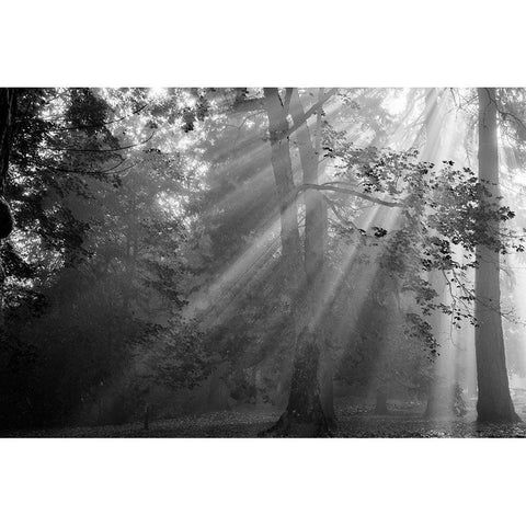 In a Haze Black Modern Wood Framed Art Print with Double Matting by Oldford, Tim